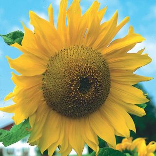 Grey Stripe Sunflower Thumbnail
